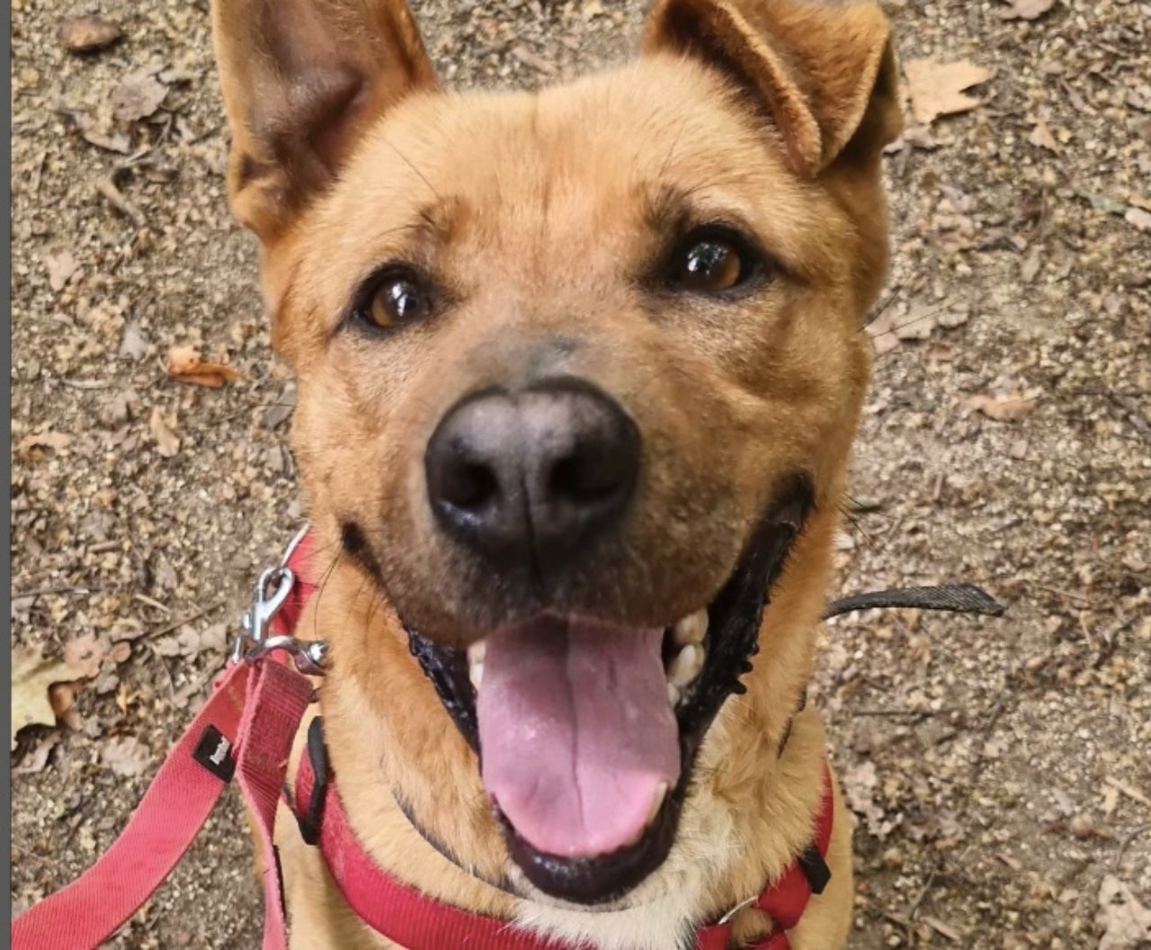 Lucky, un mestís que ha passat a ser considerat PPP