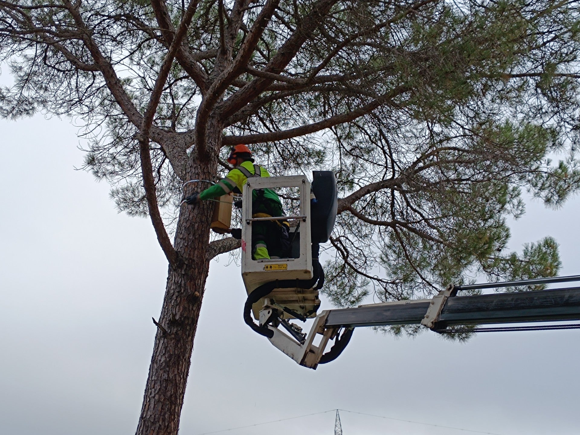 Instal·lació de caixes niu a Terrassa | Aj. Terrassa