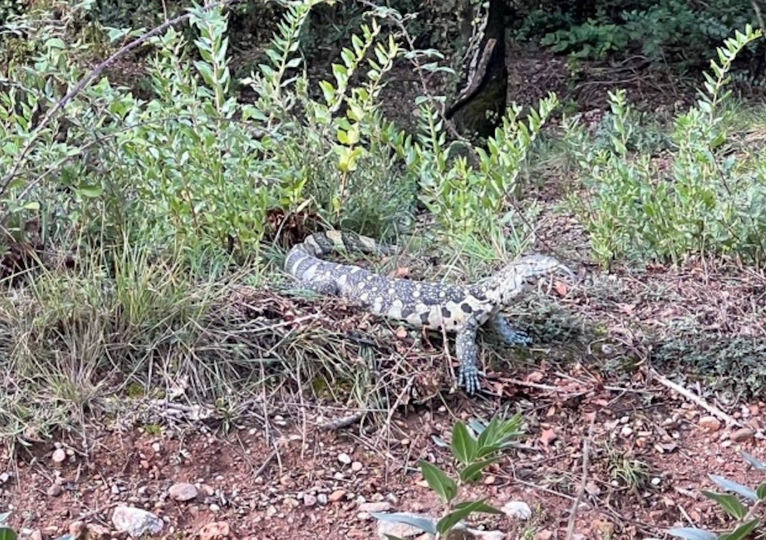 Varano asiático, o del Nilo, una especie de lagarto de poco más de un metro/Vía Matadepera.cat