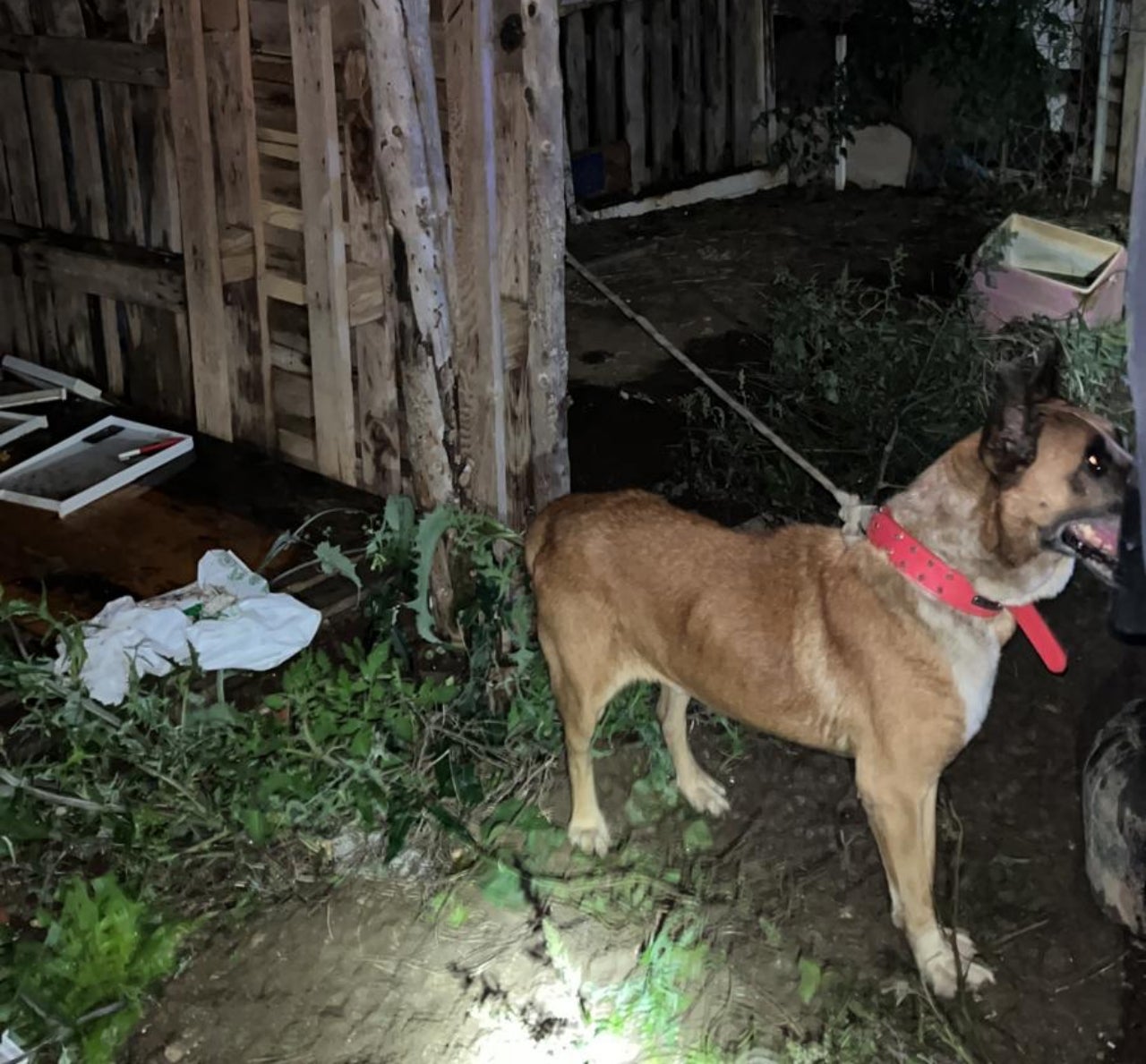 L'animal es trobava lligat en un pal, sense aigua ni menjar | PMT