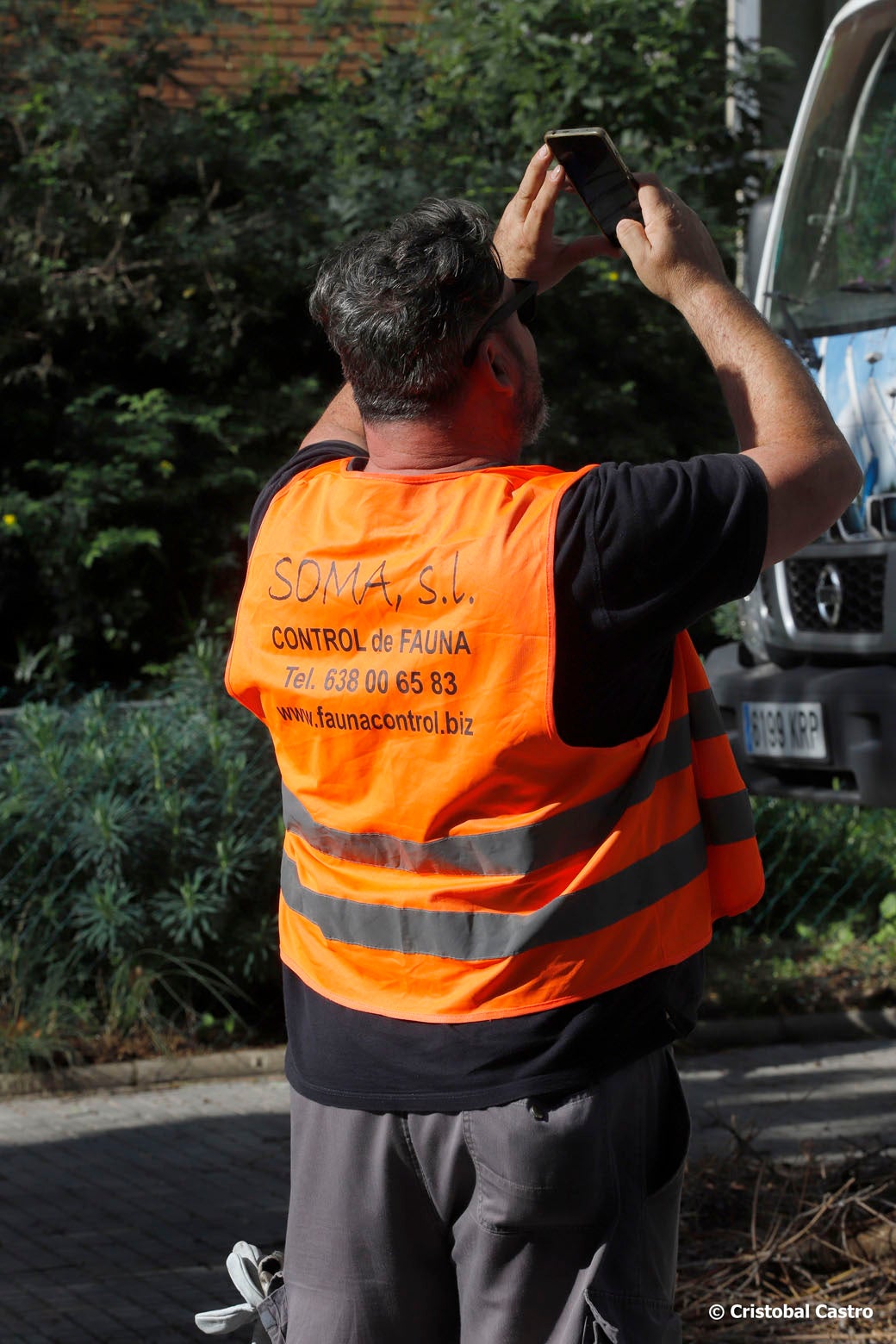 Amb la tardor, comença la campanya per controlar la proliferació de la cotorra argentina a la ciutat. És en aquesta època de l'any -juntament amb la primavera— quan es fan les postes, en cada una de cinc o vuit ous. El seu lloc preferit són les palmeres. La cotorra argentina és una au vistosa, de color verd, gregària, que forma colònies de més de 100 individus i especialment sorollosa en els seus desplaçaments a gran velocitat. A Terrassa, normalment es localitzen cada any prop de 150 nius. Aquesta espècie exòtica invasora foragita les espècies autòctones, fa malbé la vegetació del voltant i també pot perjudicar el mobiliari urbà.