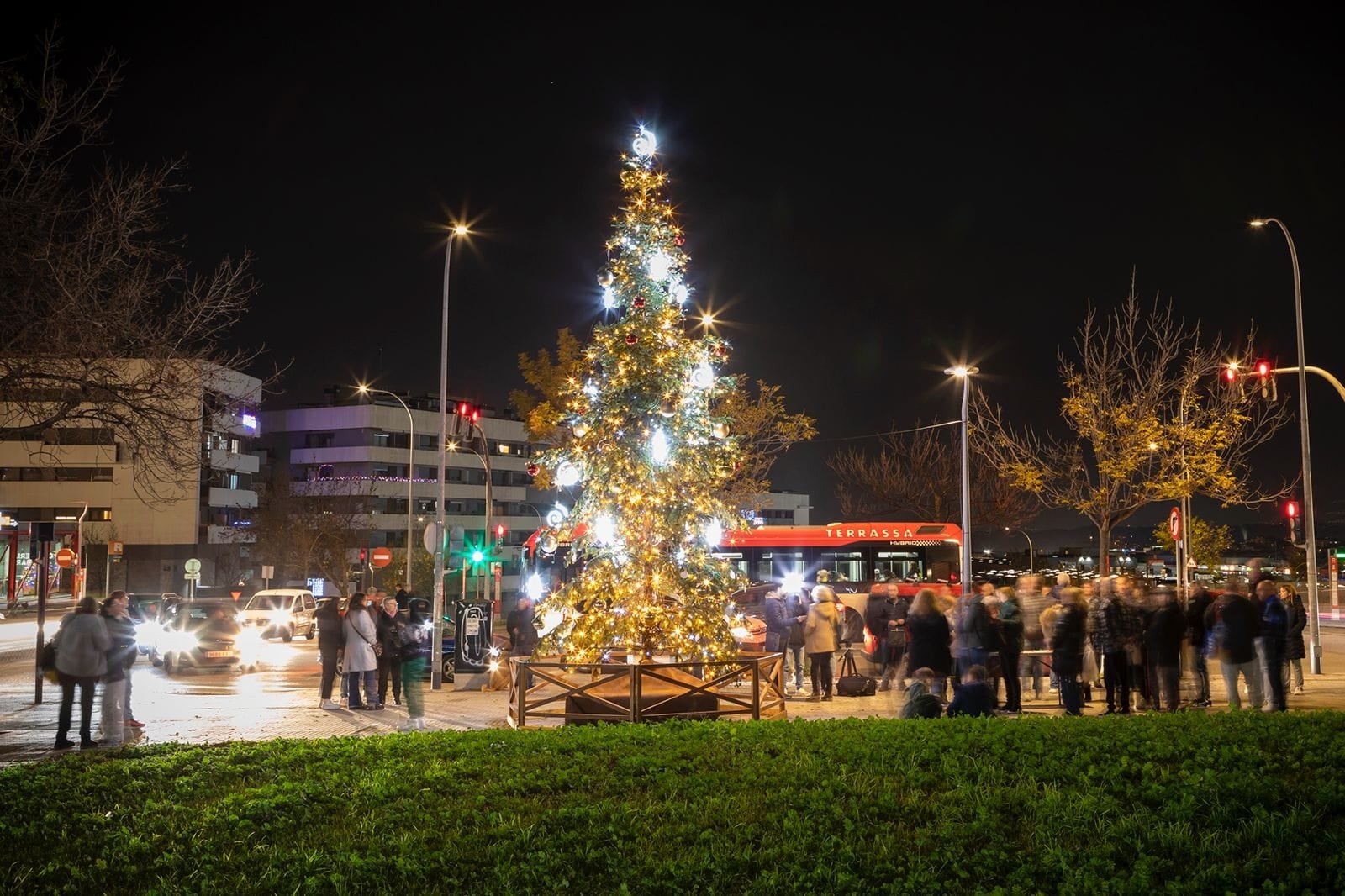 Arbre del record al barri a Les Arenes | Rafel Casanova BCF