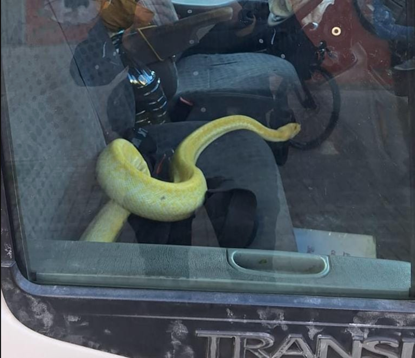 Una espectacular serp pitó trobada a Terrassa/Policia Municipal