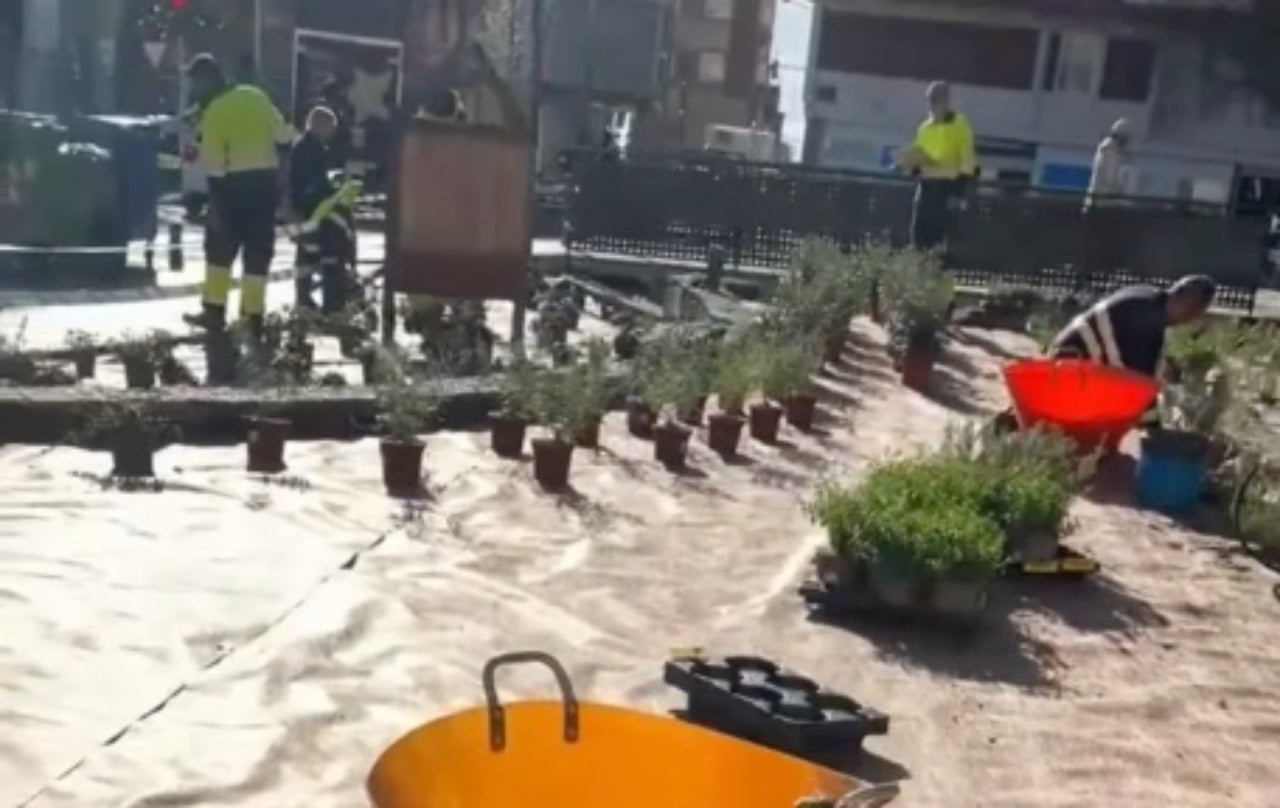 Plantes ornamentals omplen la bassa de la plaça Doctor Robert | Aj. Terrassa