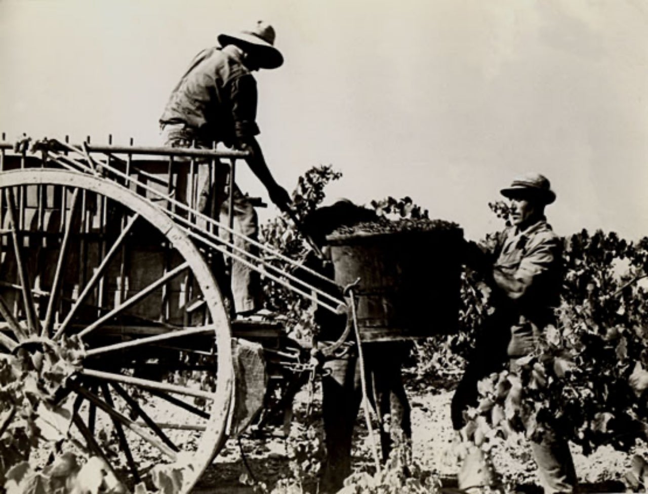 Una de les fotografies antigues de la tradició vinícola d'Ullastrell | Aj. Ullastrell