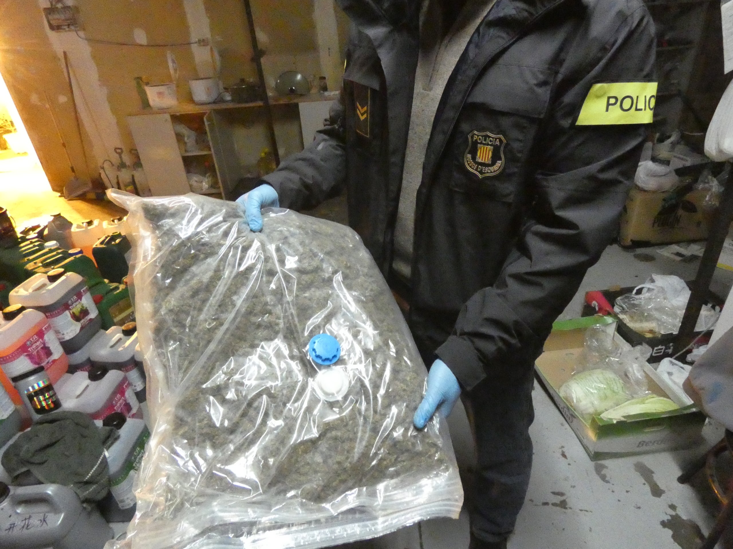 Plantació de marihuana descoberta a Viladecavalls | Mossos