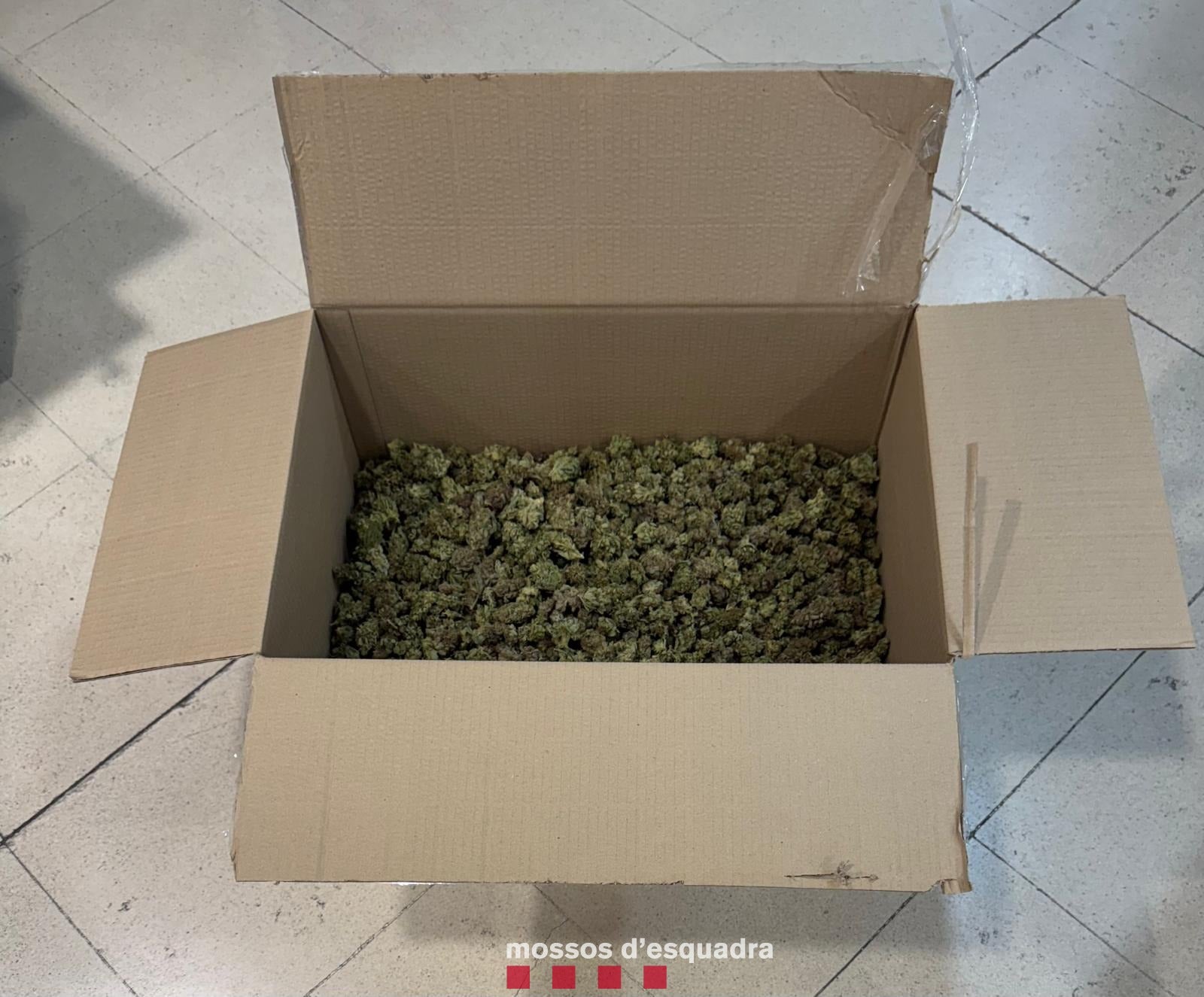 Capsa amb la marihuana que se li va trobar al conductor temerari | Mossos