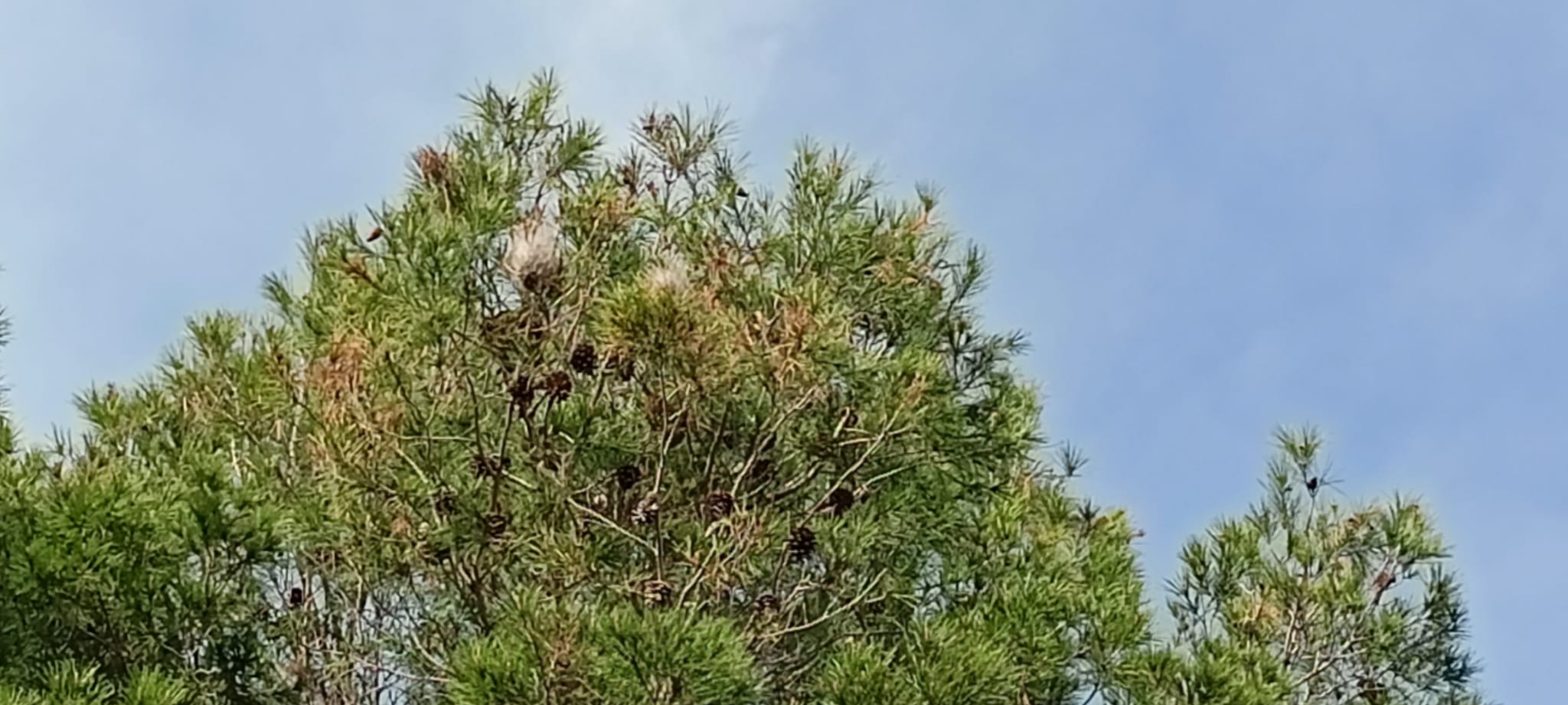 La plaga de la procesionaria ya se ve en Terrassa/Joan Manel Oller