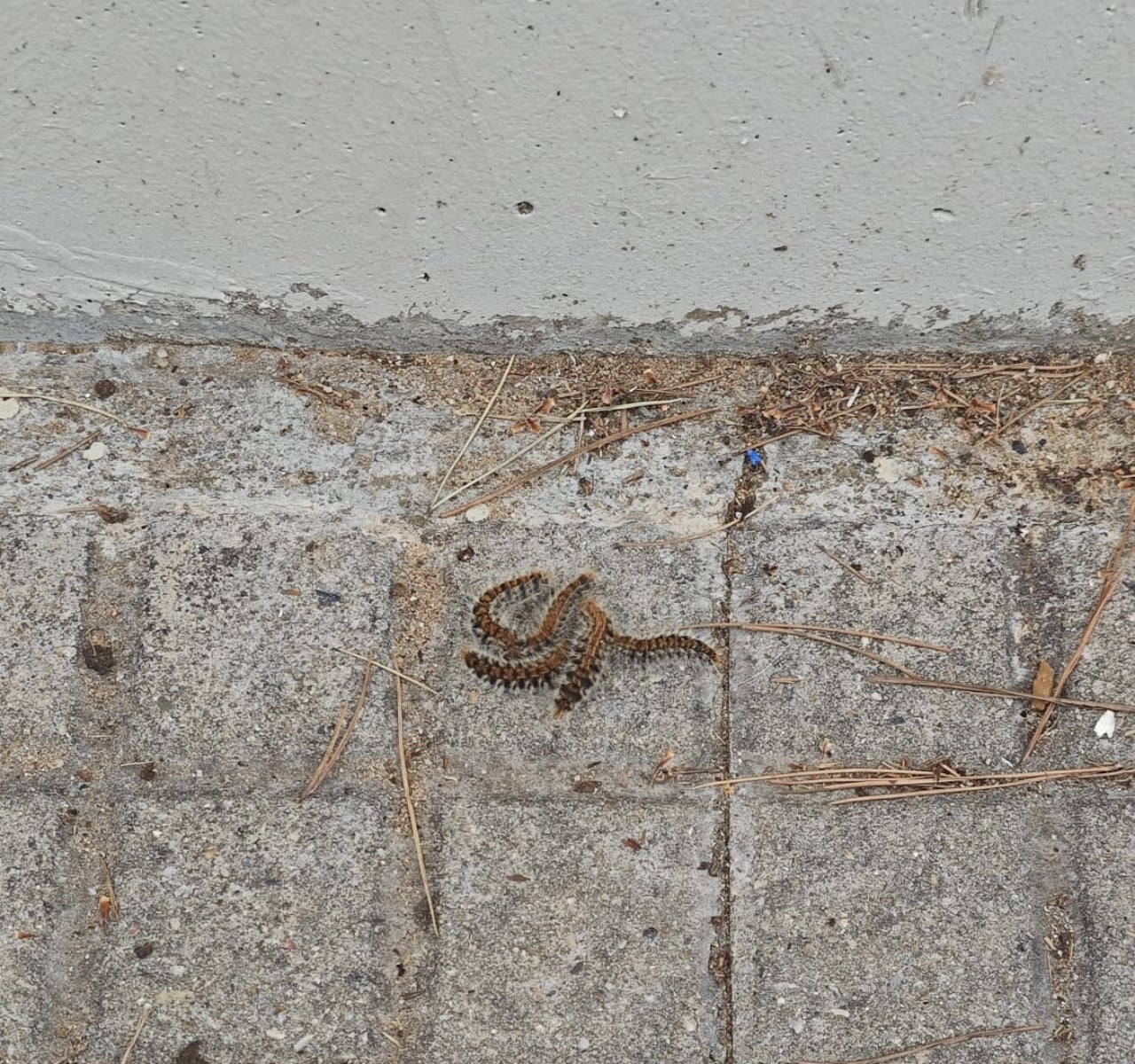 Procesionaria del pino se puede ver en la plaza Frederica Montseny | Cedida