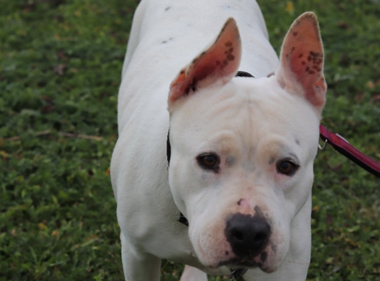 Roli, una gossa amb un diagnòstic dur que busca un amor sense condicions