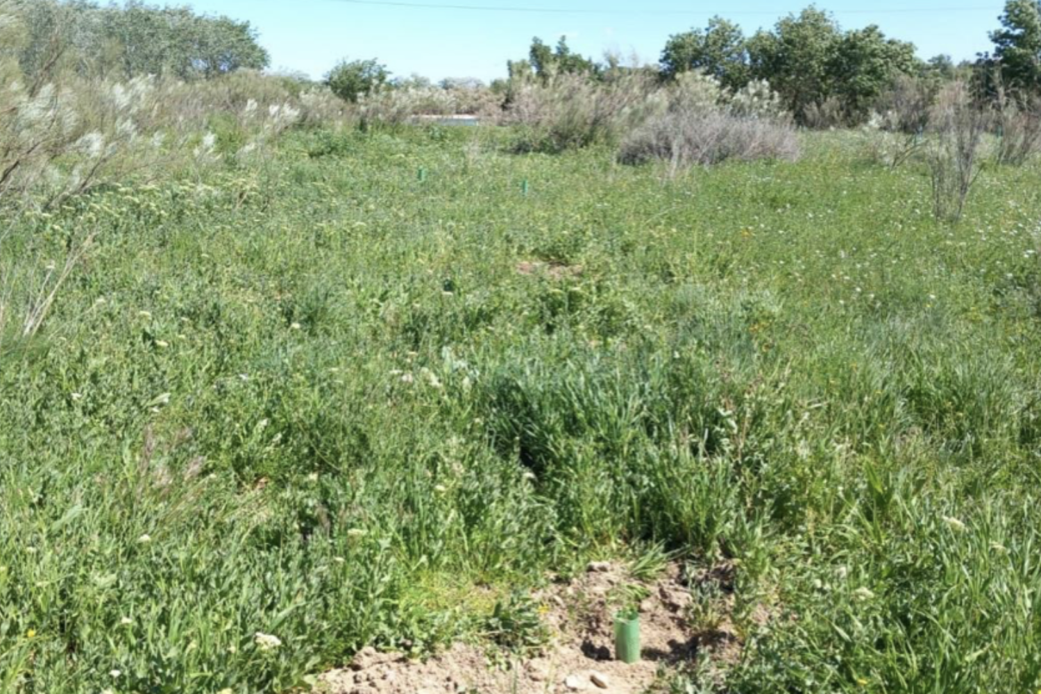 Tot-Net planta més de 60 arbres a la Reserva Natural de los Galachos | Tot-Net