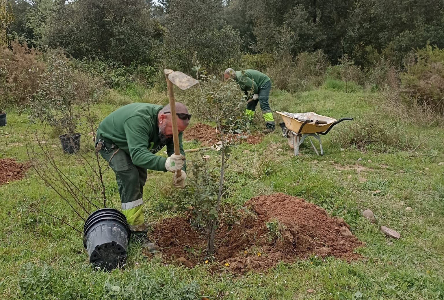 Plantada d'arbres a l'Anella Verda | Aj. Terrassa
