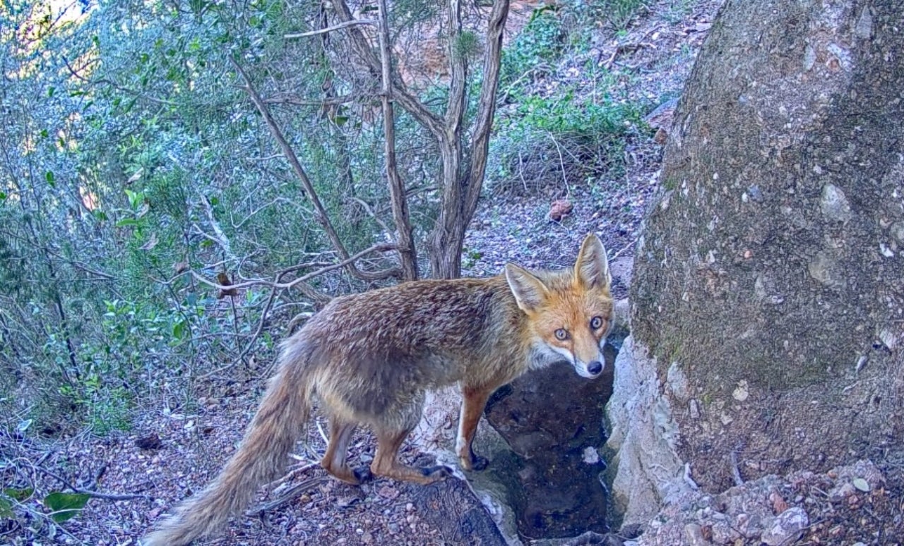 Un zorro haciendo uso del pequeño estanque del Parque Natural de Sant Llorenç | Diba