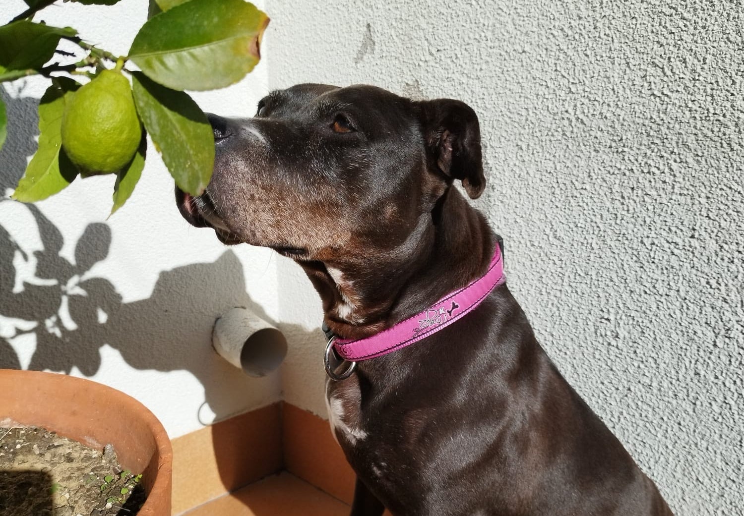 La Rumba busca una casa d'acollida | Voluntaris Gossos Terrassa