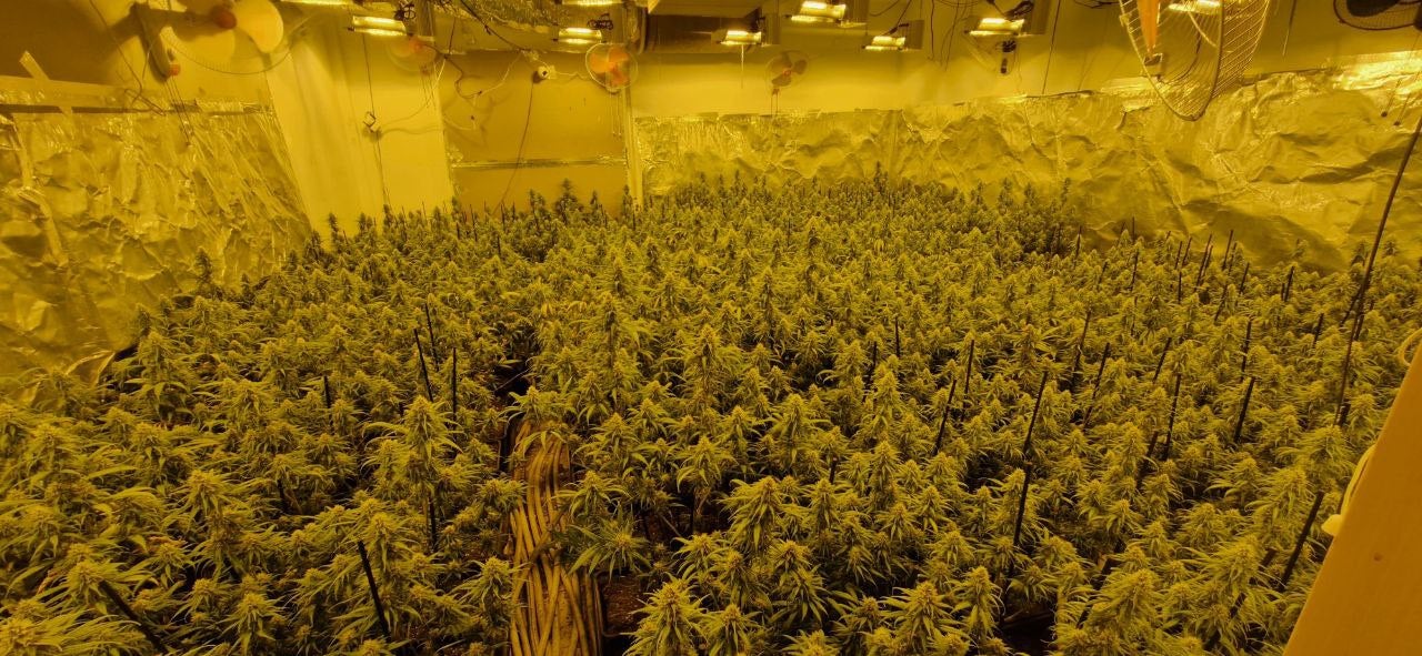 Plantacions de marihuana desmantellades | Mossos d'Esquadra