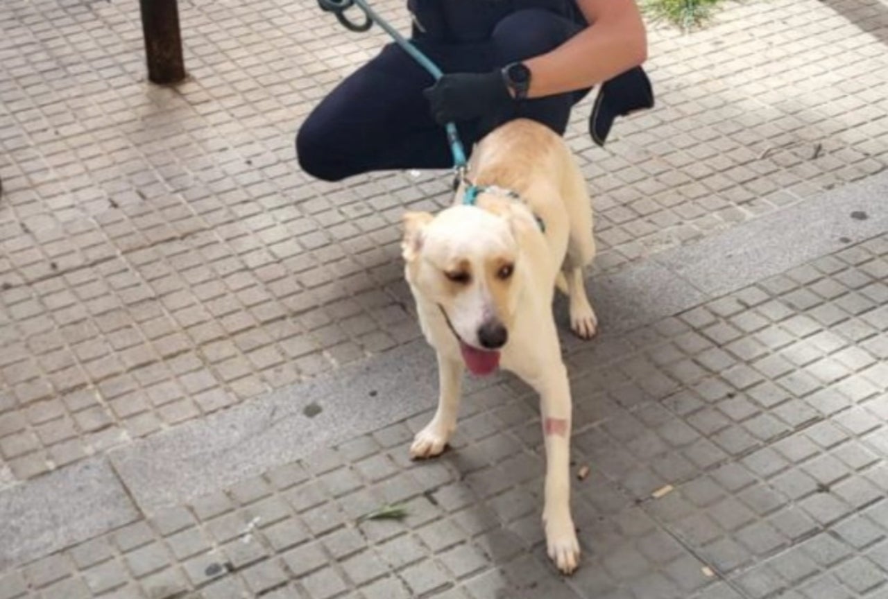Rescatat un gos que havia quedat desatès | Mossos d'Esquadra