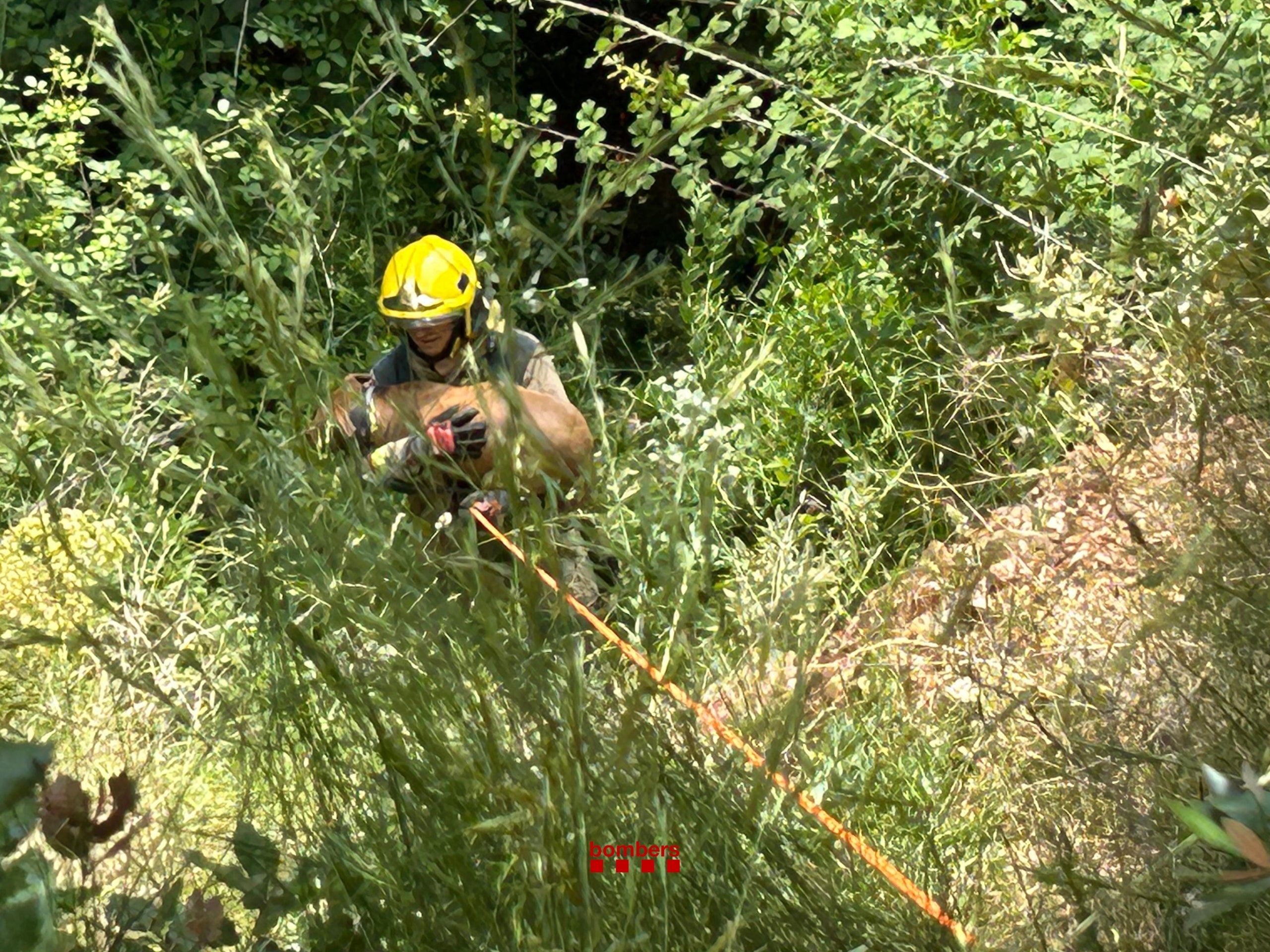Bombers han rescatat un gos caigut en un barranc profund i ple de vegetació | Bombers