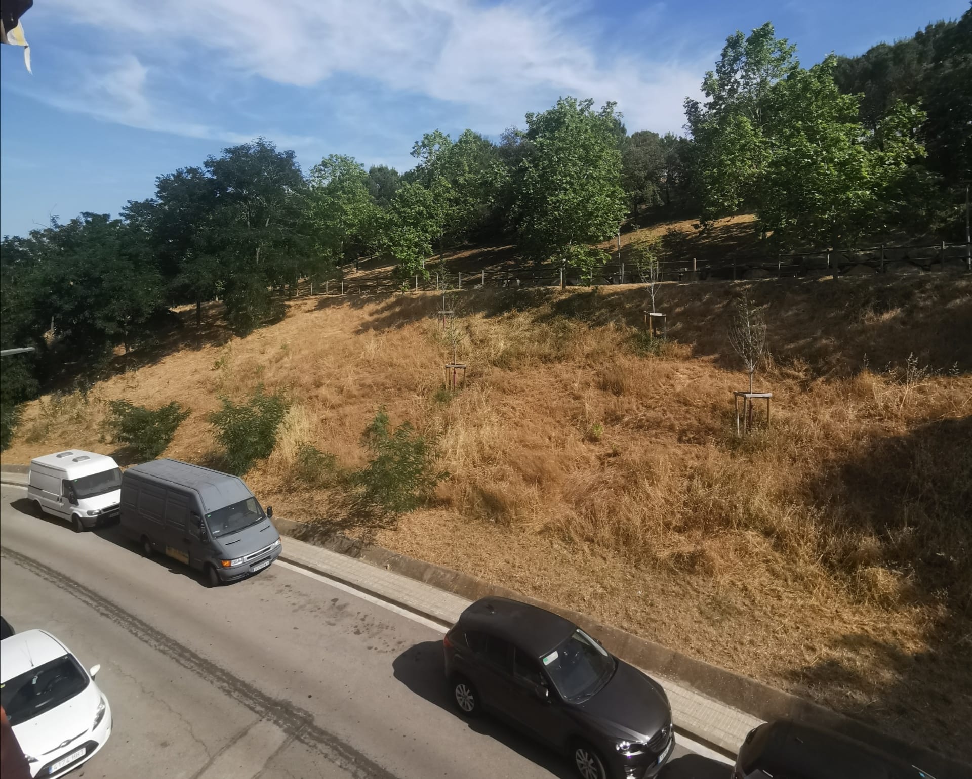 Preocupación por el estado de la vegetación del Parque de la Cogullada | Cedida