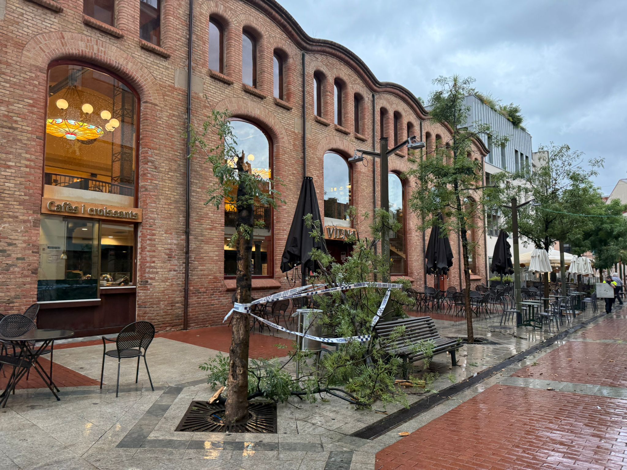 Ha caigut un arbre al carrer de Joan Corominas, davant del Viena | Cedida