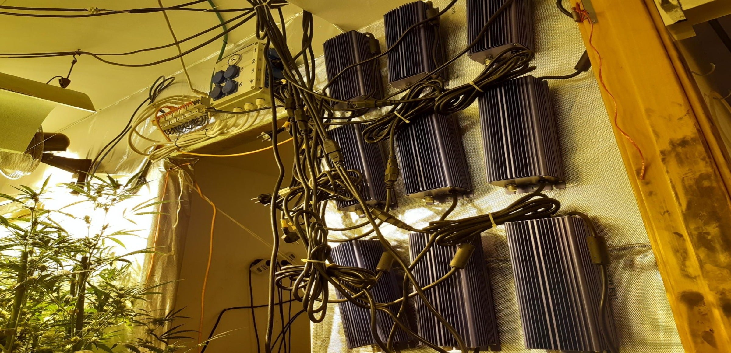 Les plantacions de marihuana sovint queden al descobert gràcies al seu consum d'electricitat | Endesa