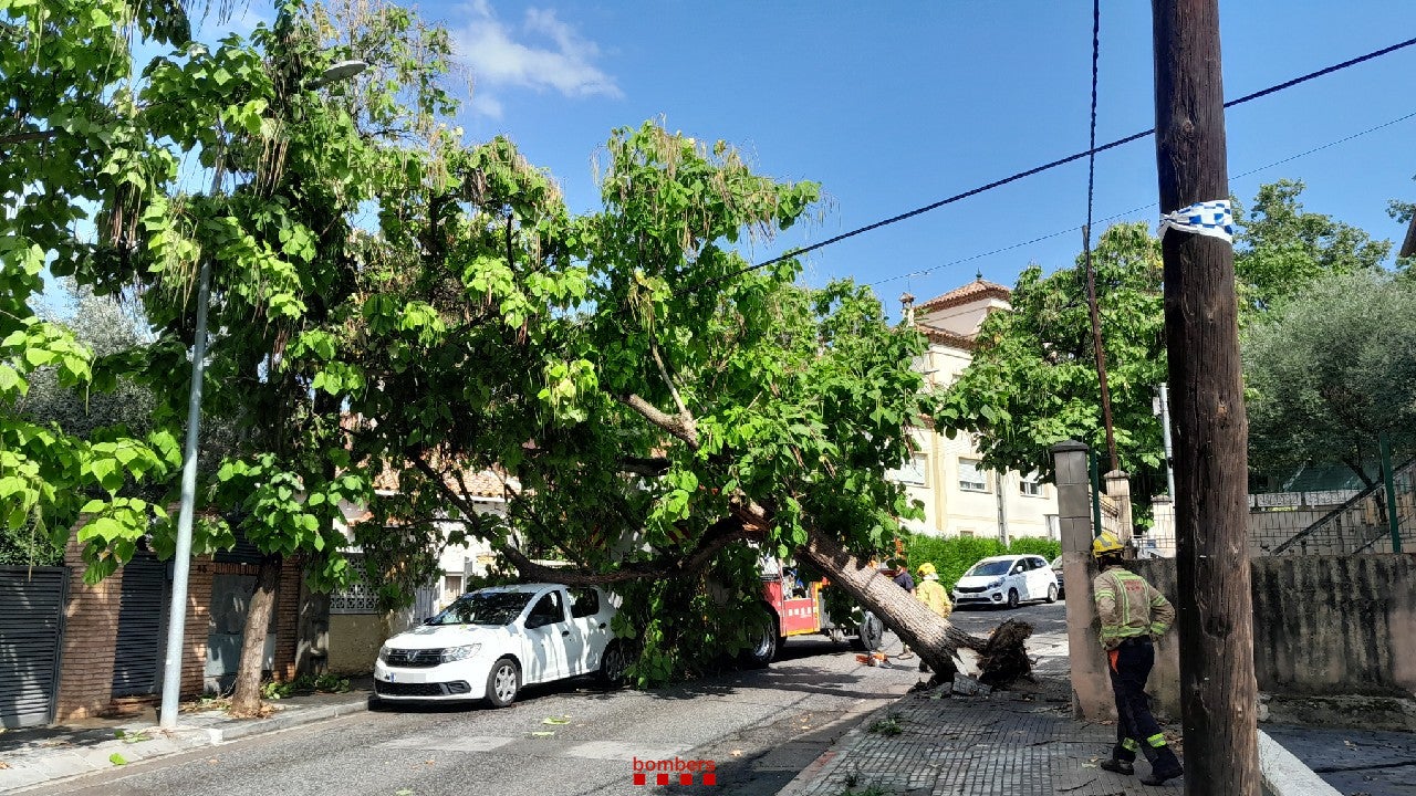 Actuació per un arbre caigut aquest dijous | Bombers