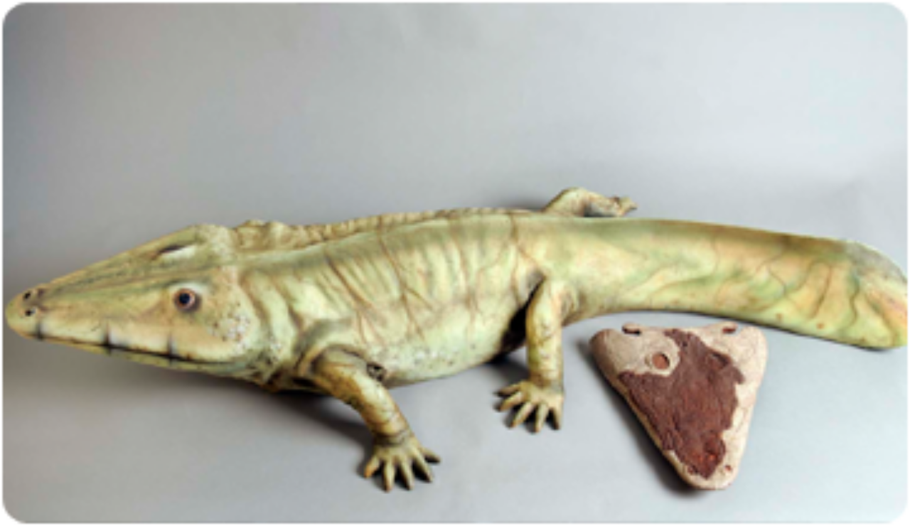 Reconstrucción del laberintodonte del Montseny
