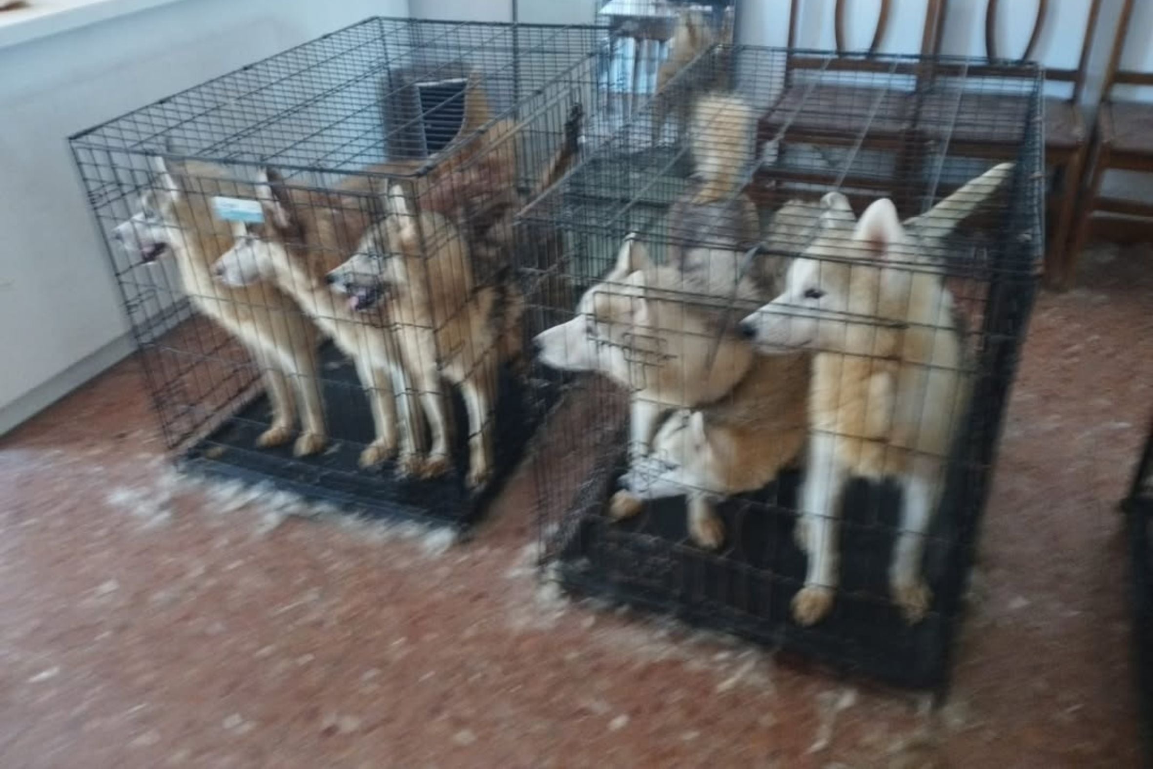 Desarticulen un viver il·legal de huskies siberians a Terrassa | Noel Duque
