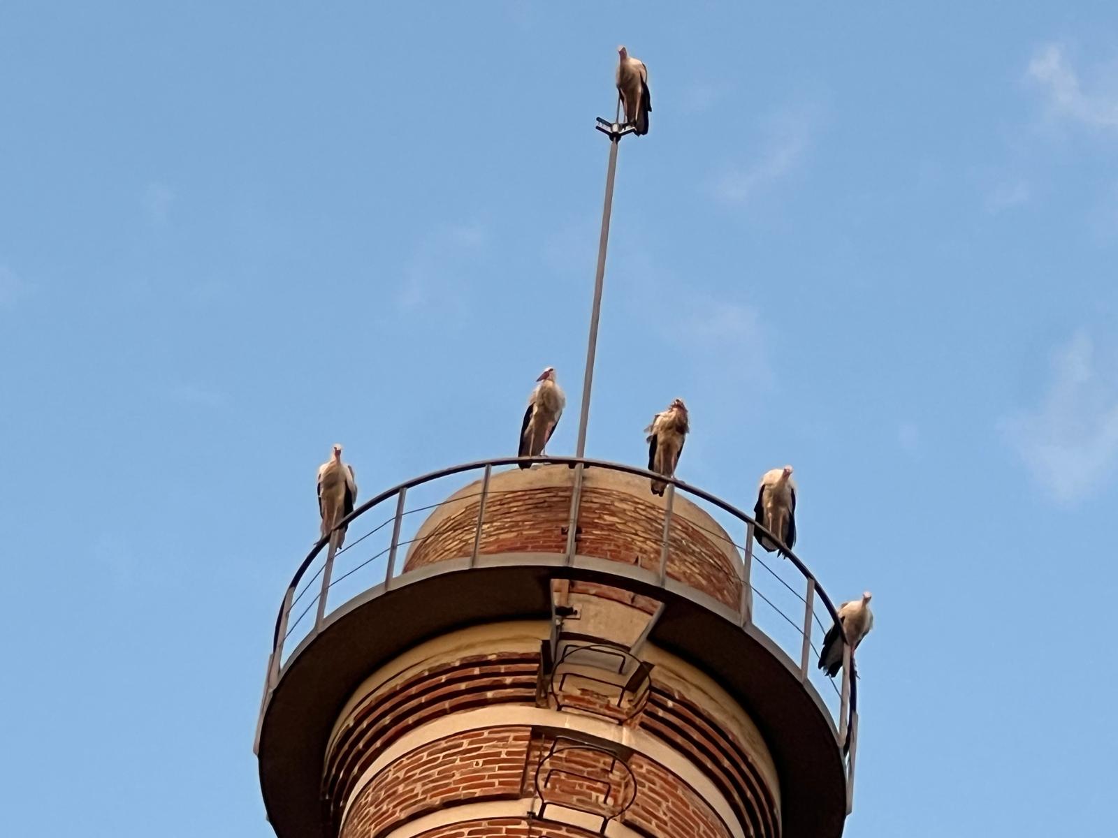 Cigüeñas haciendo parada en la chimenea Saphil | Salvador Cot