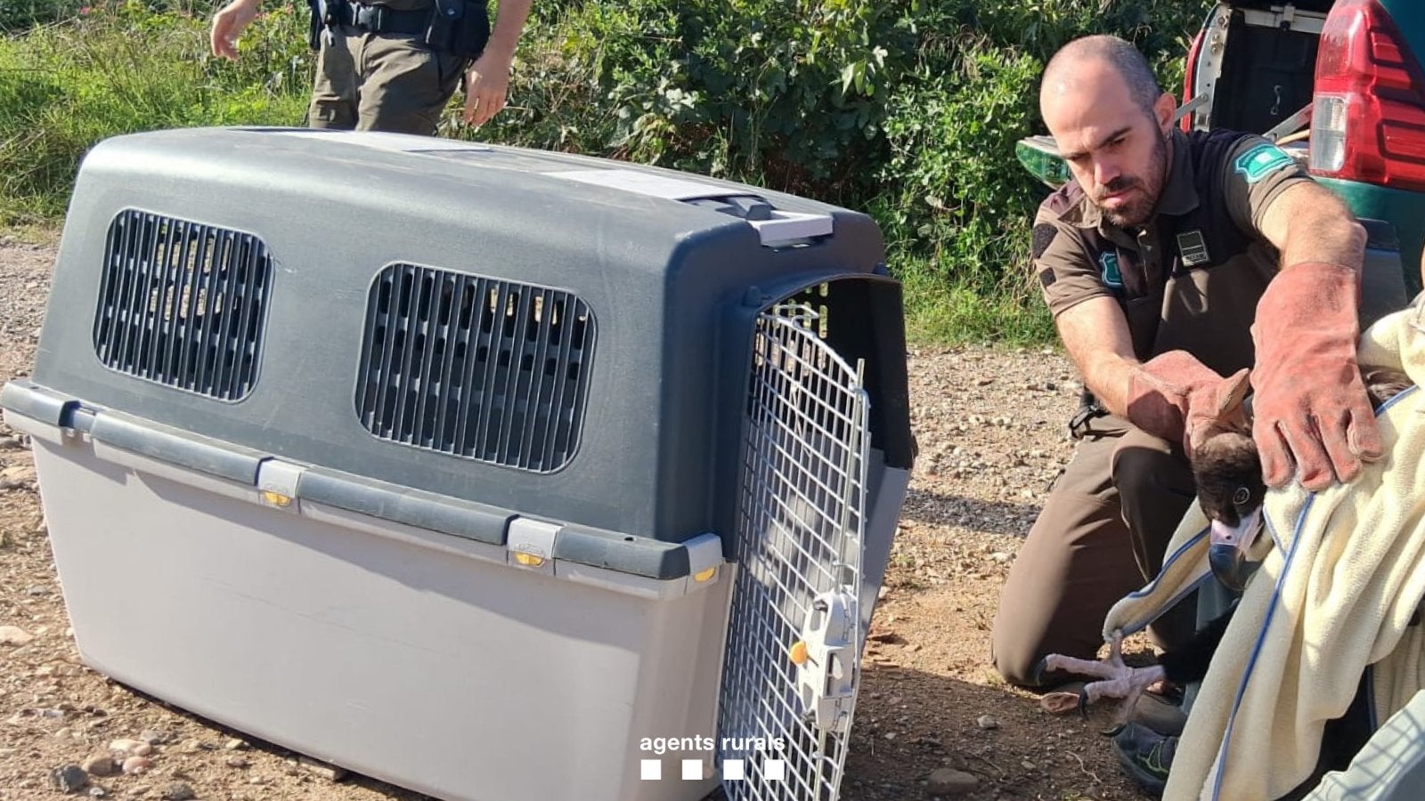 Voltor auxiliat pels Agents Rurals a Terrassa | A.R.