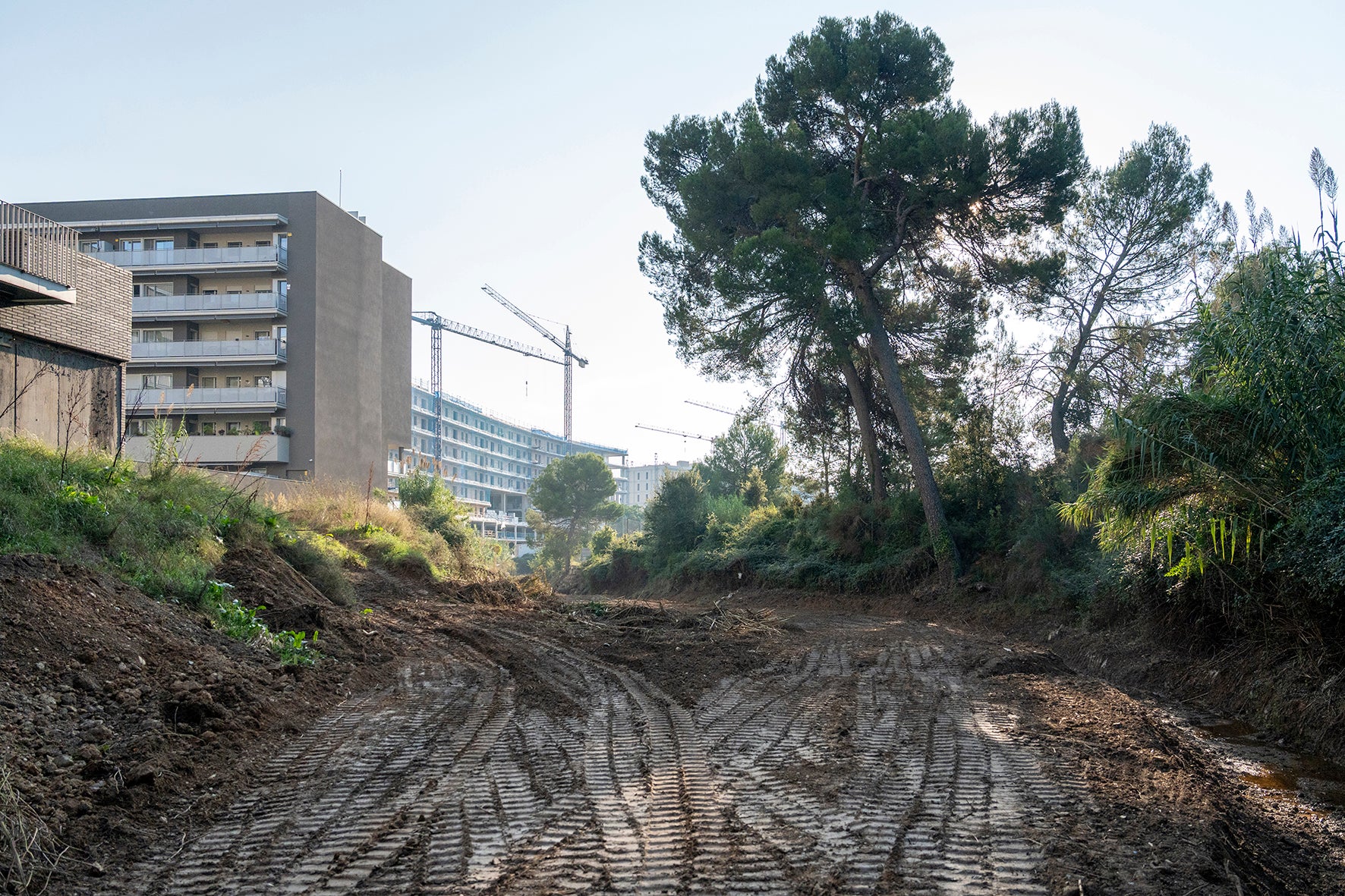 L'Ajuntament ha acabat els treballs de neteja i desbrossada d'un tram urbà de la llera del torrent Mitger | Ajuntament de Terrassa