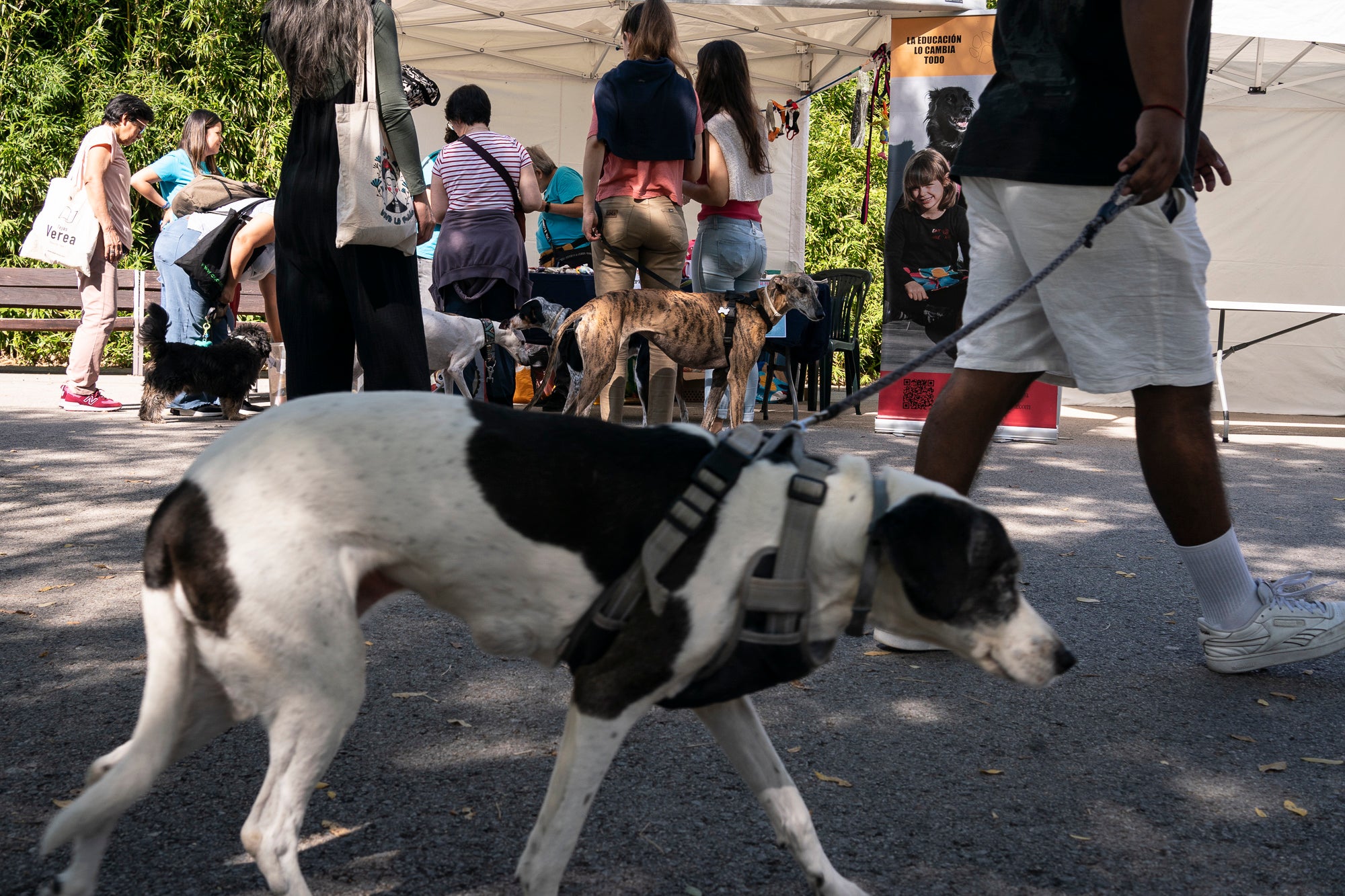 La zona de la carpa del parc de Vallparadís ha acollit aquest dissabte un any més la celebració de la Festa dels Animals, que enguany coincideix amb el Dia Mundial dels Animals, una jornada internacional per reivindicar els seus drets i benestar. L’esdeveniment ha comptat amb paradetes d’una trentena d’entitats, premis de reconeixement socials, donacions, passejada per adoptar animals i un circuit d’agility