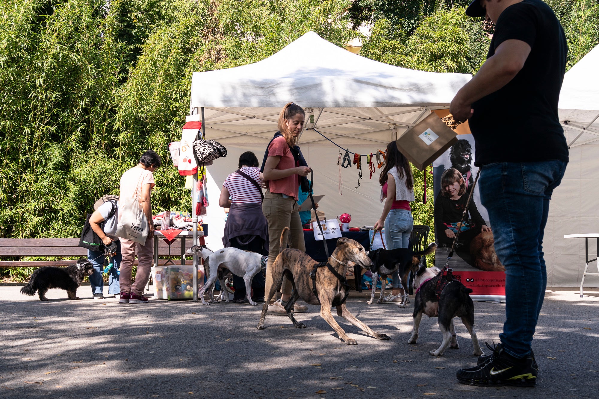 La zona de la carpa del parc de Vallparadís ha acollit aquest dissabte un any més la celebració de la Festa dels Animals, que enguany coincideix amb el Dia Mundial dels Animals, una jornada internacional per reivindicar els seus drets i benestar. L’esdeveniment ha comptat amb paradetes d’una trentena d’entitats, premis de reconeixement socials, donacions, passejada per adoptar animals i un circuit d’agility