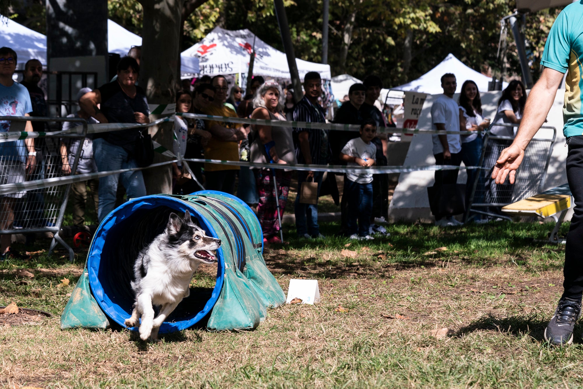 La zona de la carpa del parc de Vallparadís ha acollit aquest dissabte un any més la celebració de la Festa dels Animals, que enguany coincideix amb el Dia Mundial dels Animals, una jornada internacional per reivindicar els seus drets i benestar. L’esdeveniment ha comptat amb paradetes d’una trentena d’entitats, premis de reconeixement socials, donacions, passejada per adoptar animals i un circuit d’agility