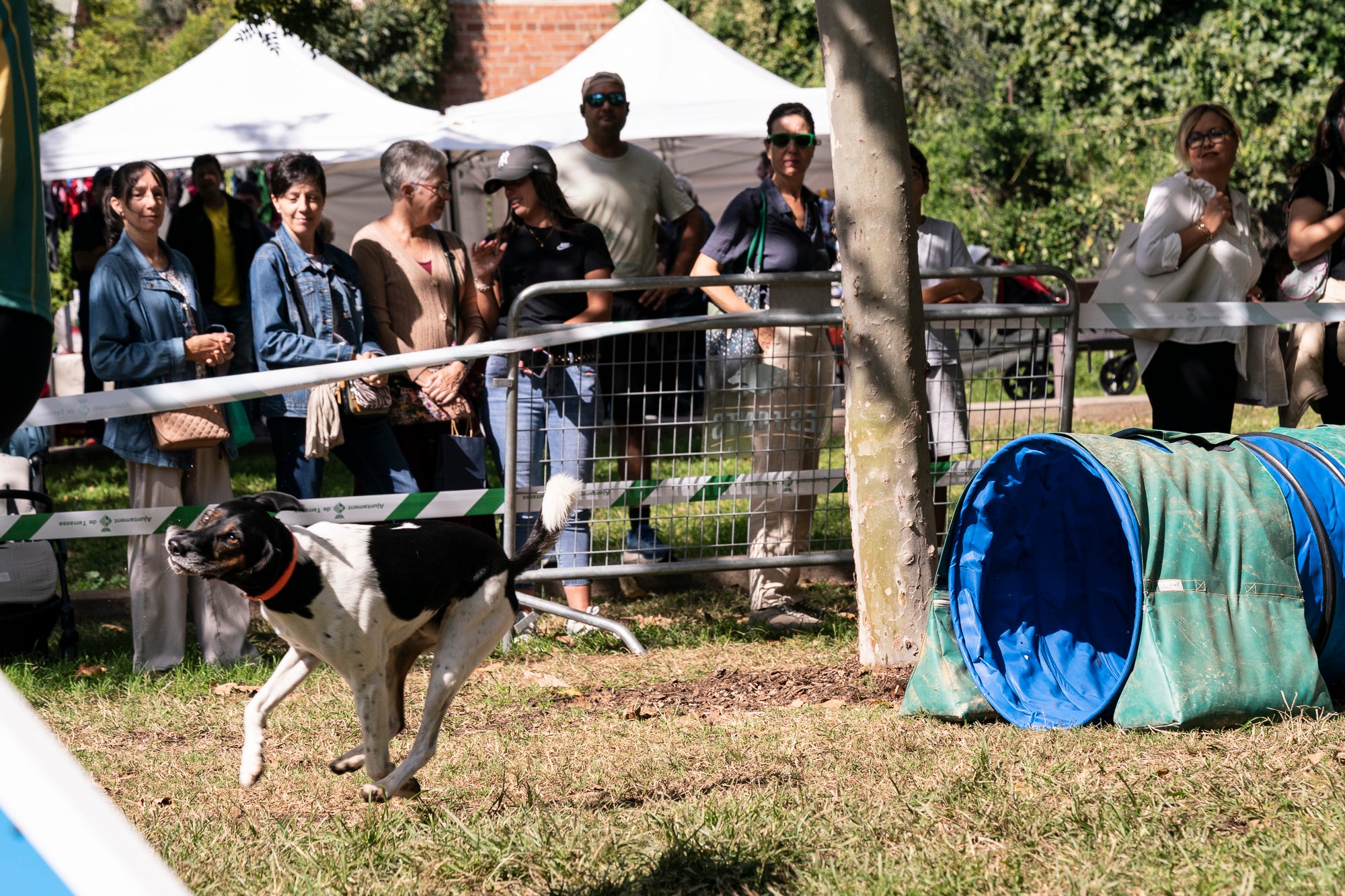 La zona de la carpa del parc de Vallparadís ha acollit aquest dissabte un any més la celebració de la Festa dels Animals, que enguany coincideix amb el Dia Mundial dels Animals, una jornada internacional per reivindicar els seus drets i benestar. L’esdeveniment ha comptat amb paradetes d’una trentena d’entitats, premis de reconeixement socials, donacions, passejada per adoptar animals i un circuit d’agility