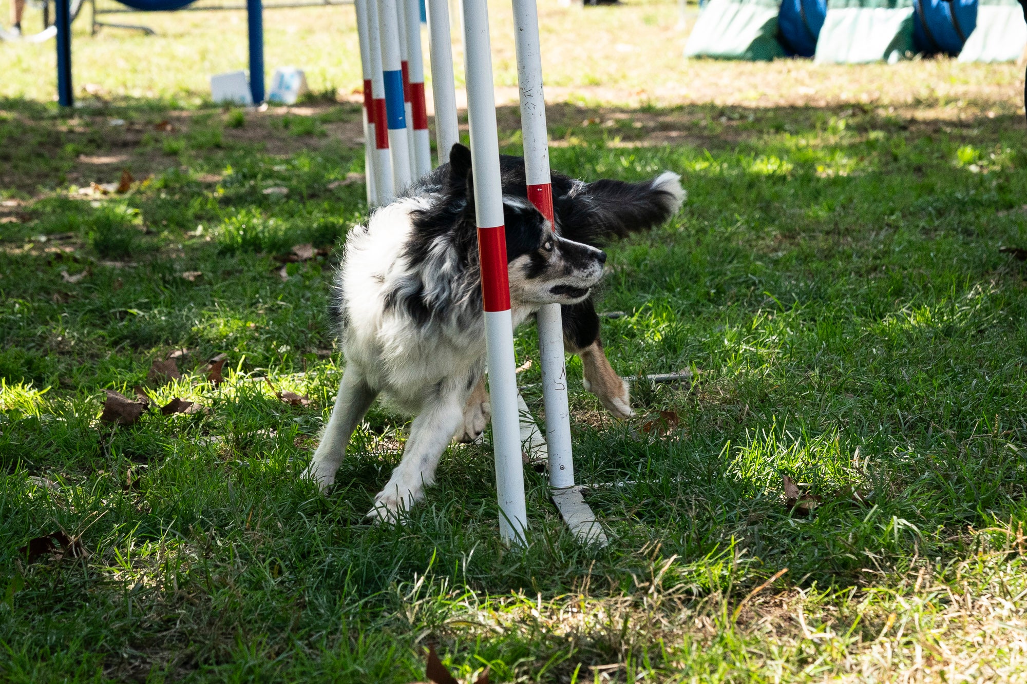La zona de la carpa del parc de Vallparadís ha acollit aquest dissabte un any més la celebració de la Festa dels Animals, que enguany coincideix amb el Dia Mundial dels Animals, una jornada internacional per reivindicar els seus drets i benestar. L’esdeveniment ha comptat amb paradetes d’una trentena d’entitats, premis de reconeixement socials, donacions, passejada per adoptar animals i un circuit d’agility