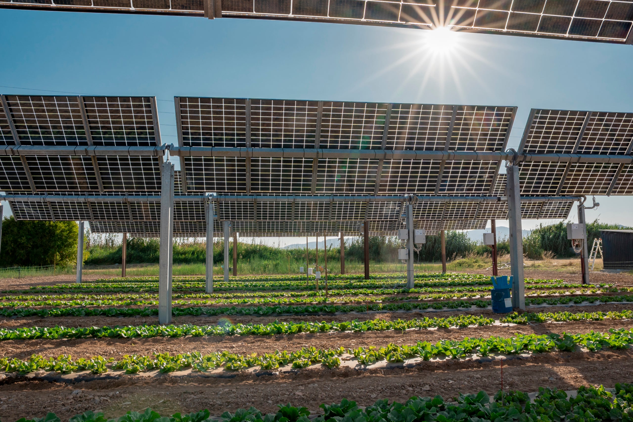 S'inaugura, a l'Agròpolis de la UPC, la primera planta agrivoltaica monitorada per al control integral del cultiu hortícola | UPC