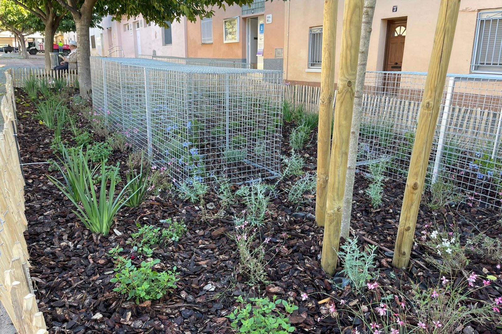 Plantació de vegetació arbustiva i enfiladissa a la plaça de la Immaculada | Ajuntament de Terrassa