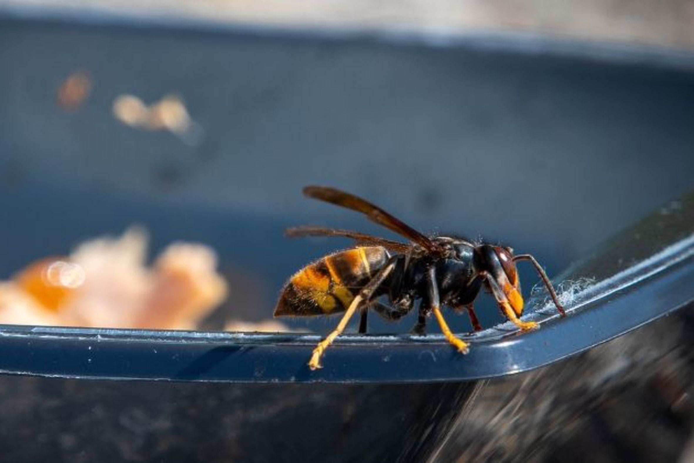 Imatges de la vespa asiàtica | gencat