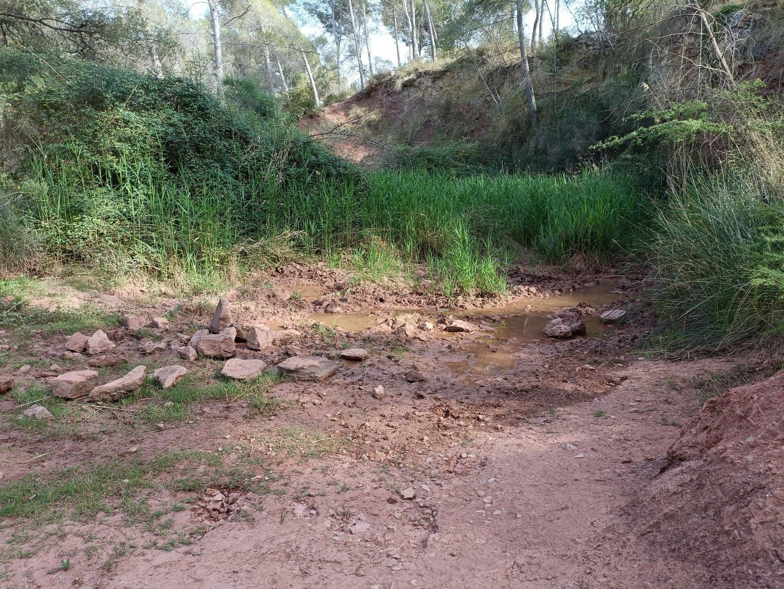 Bassa a punt d'assecar-se al Parc del Garraf | SCH. Via Diputació de Barcelona
