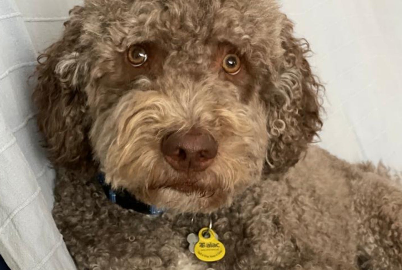 Duc ha dado positivo en drogas | Natàlia Trullàs