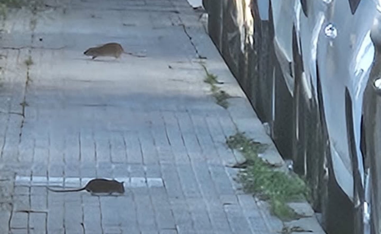 Ratas en el solar donde irá el nuevo CUAP de Terrassa | Jonas del Rio