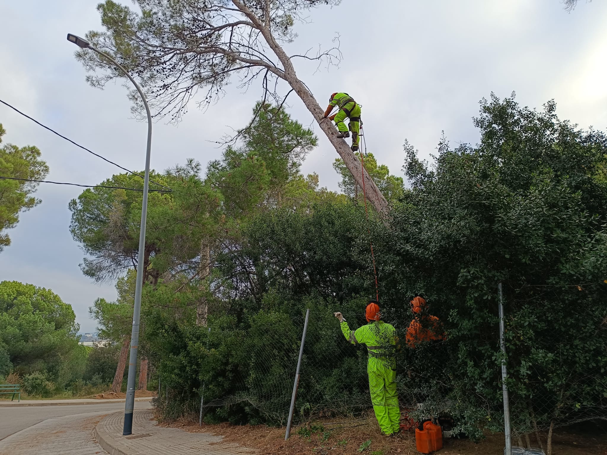 Gestió forestal per prevenció d'incendis | Aj. Terrassa