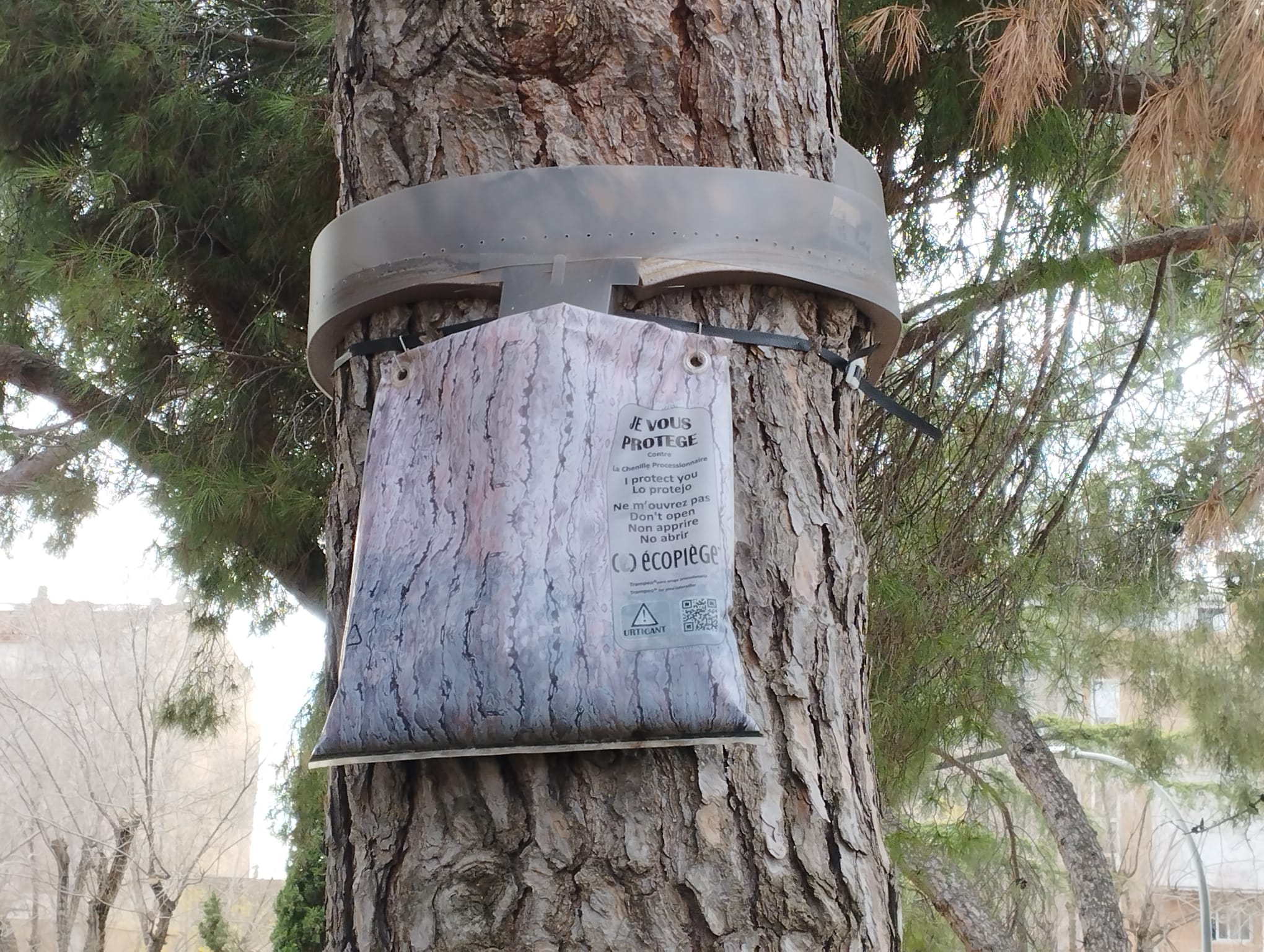 Collarins als troncs dels arbres per combatre l’eruga processionària | Ajuntament de Terrassa