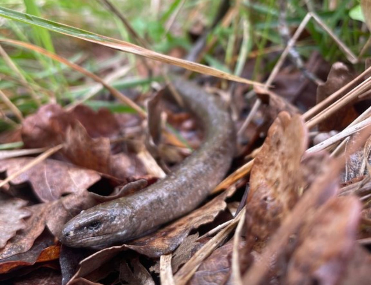 El vidriol (Anguis fragilis), un ànguid actual, ajuda a entendre com eren els seus parents del passat. El vidriol es confon sovint amb una serp, però es tracta d’un llangardaix sense potes | ICP