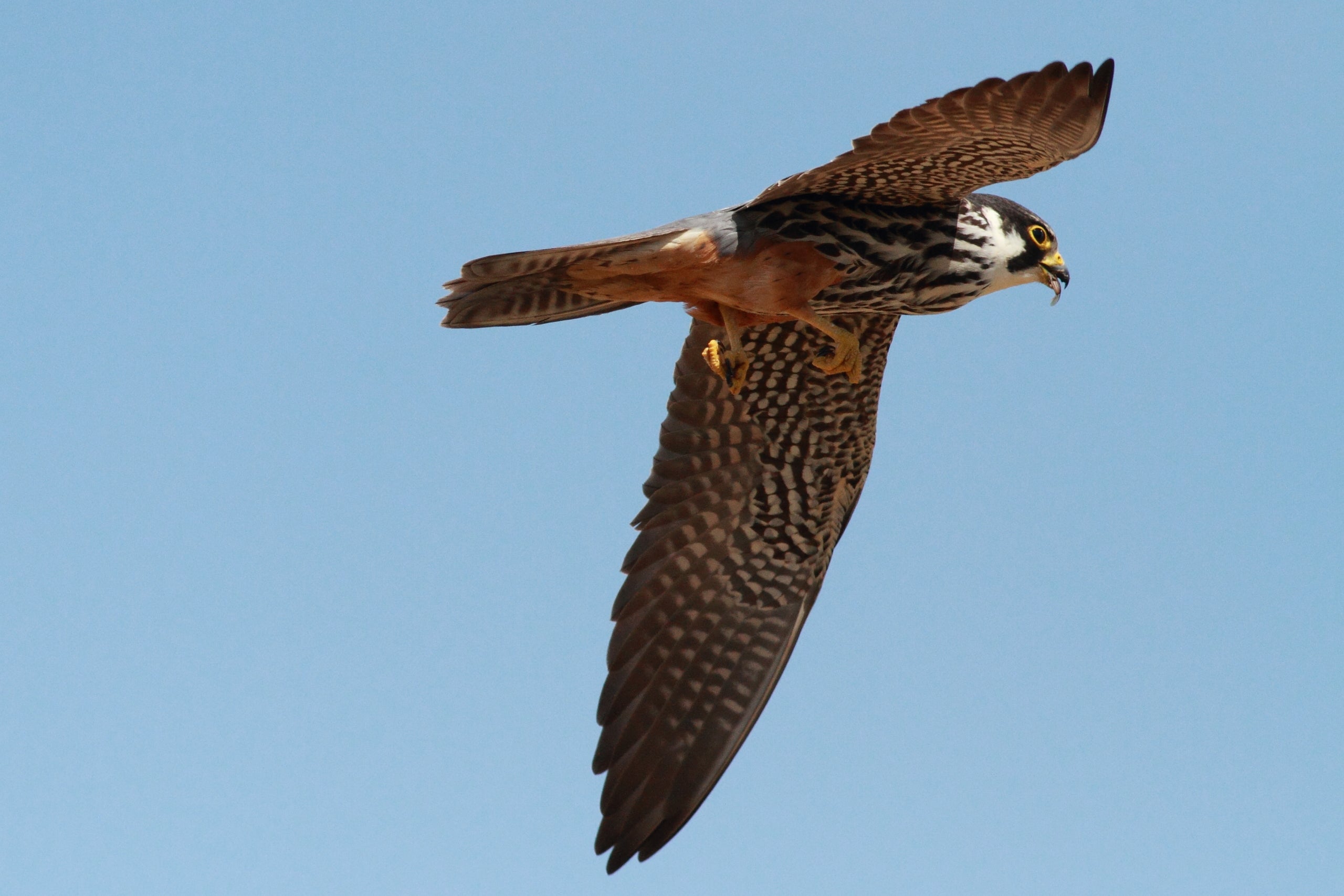 Adult de falcó mostatxut en vol i caçant | Àlex Ollé
