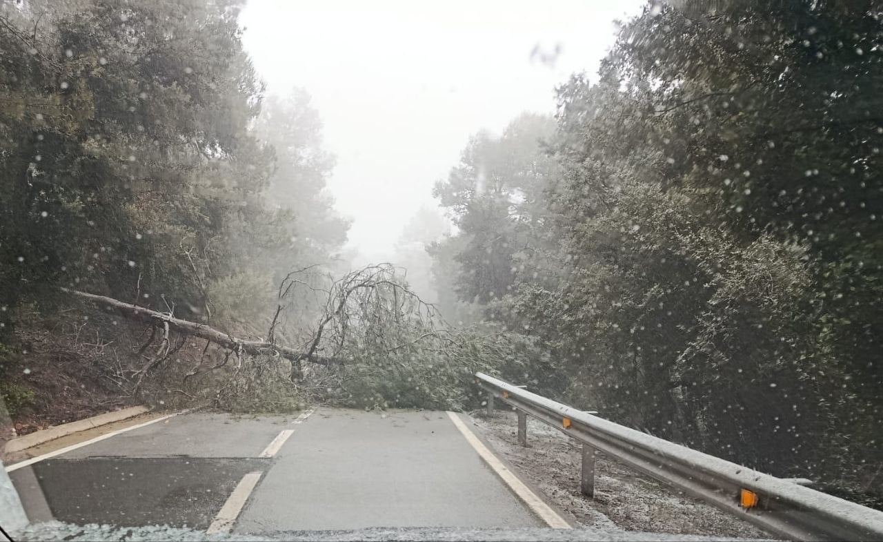 Arbre caigut a la carretera de Rellinars, al km. 9, en aquest dissabte nevat al nord del Vallès Occidental | Ajuntament de Vacarisses