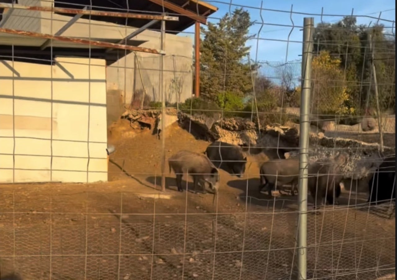 El nou tancat on seran els porcs senglars a partir d'ara | Refugi La Muntanyeta