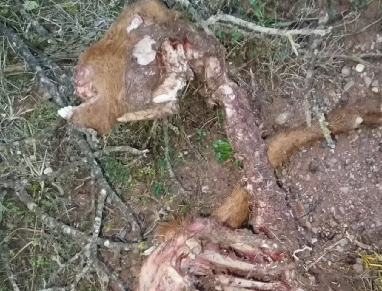 Cadàver d'una de les cabres atacades per un gos deslligat | Can Mimó