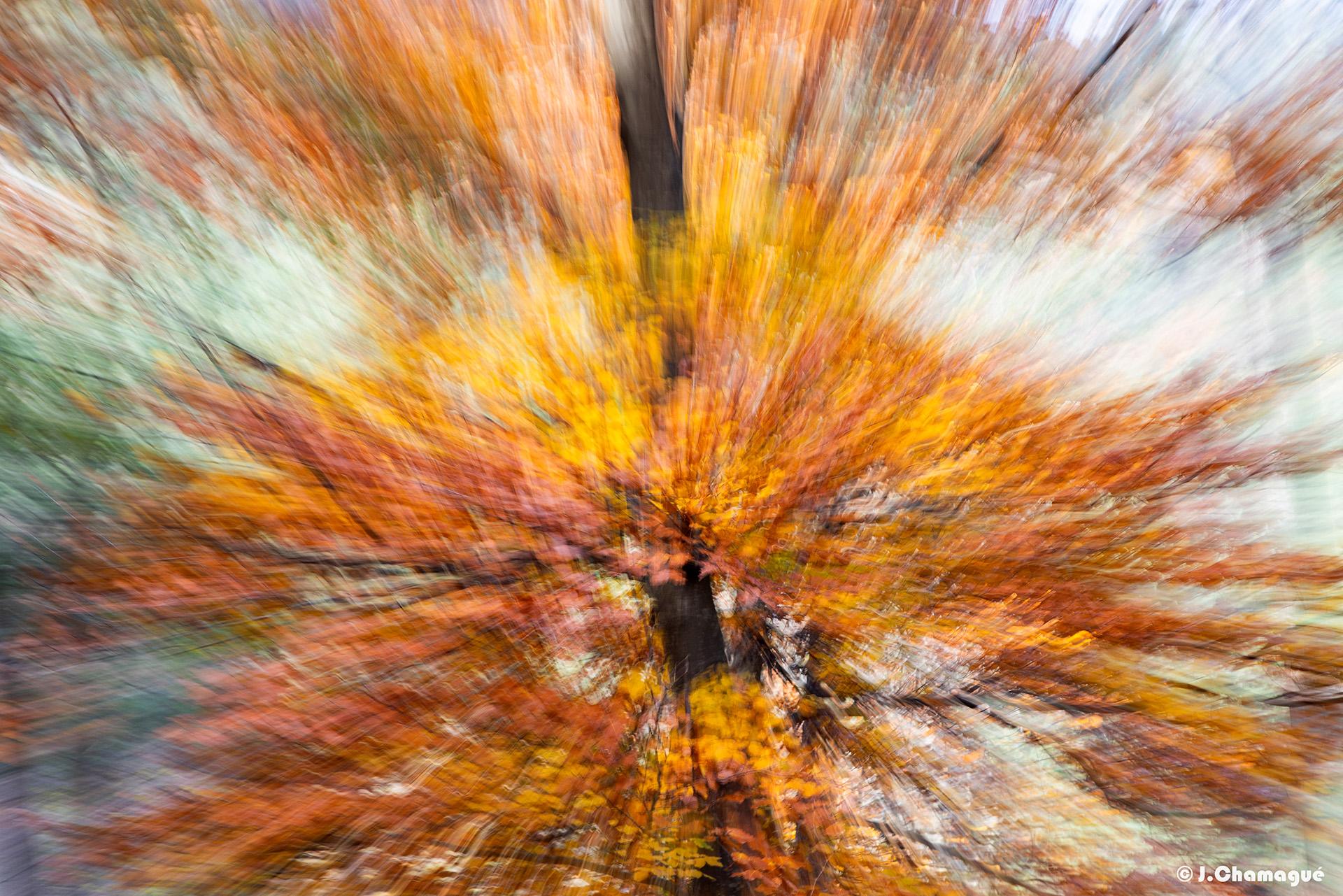 Exposició 'Art Natura' de Jordi Chamagué i Sans.