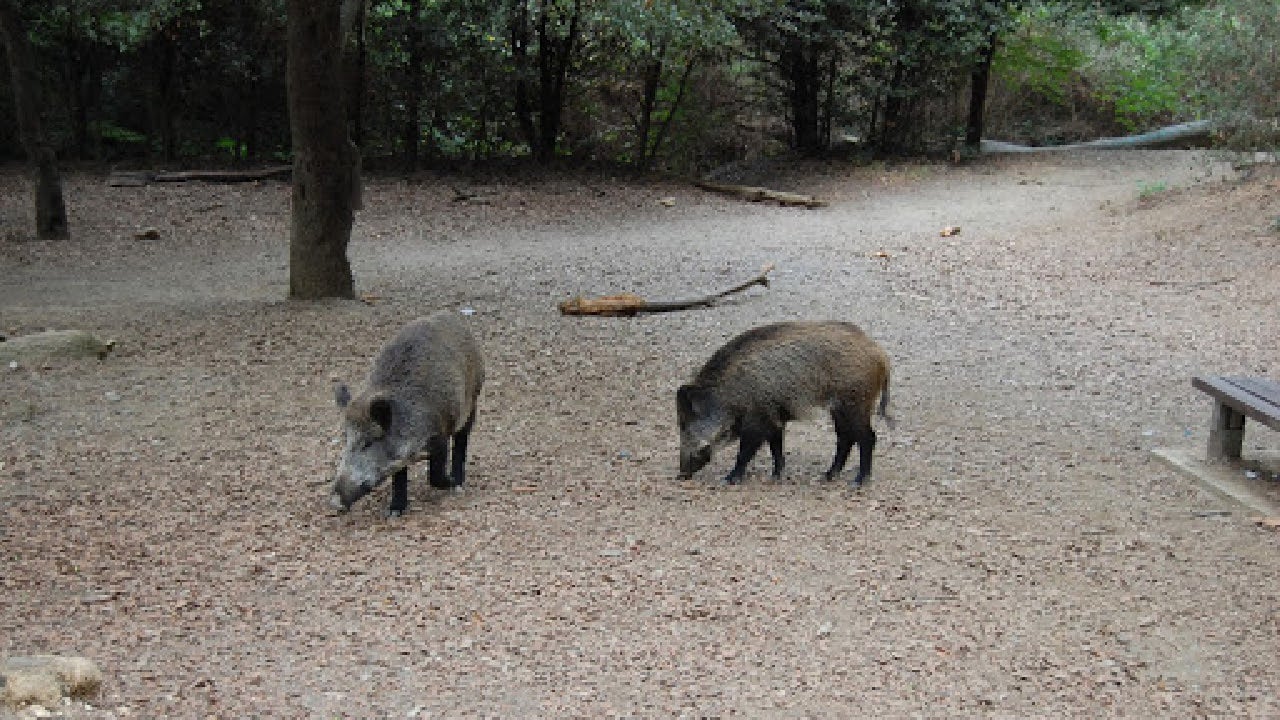 S’està treballant en la preparació d’activitats de captura per reduir les poblacions de porcs senglars a les zones de baix risc de la zona infectada | Gencat